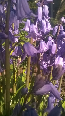 Bluebells